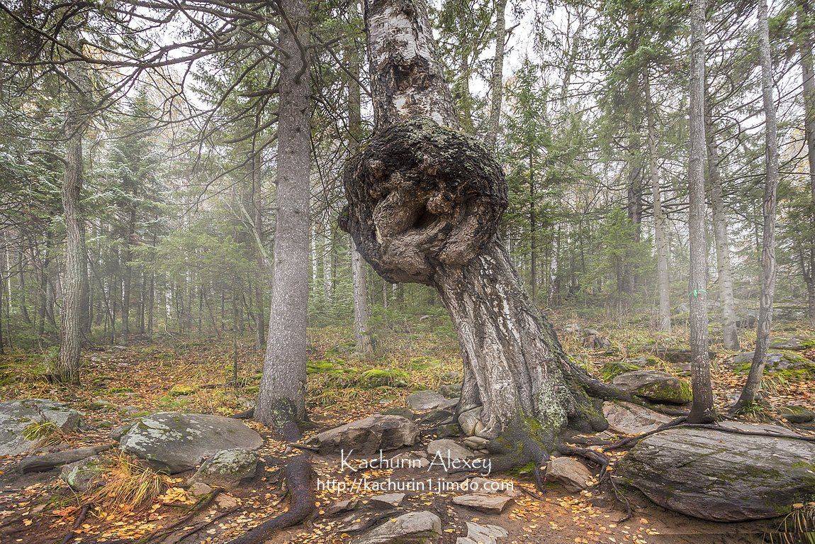 орск, качурин, Качурин Алексей