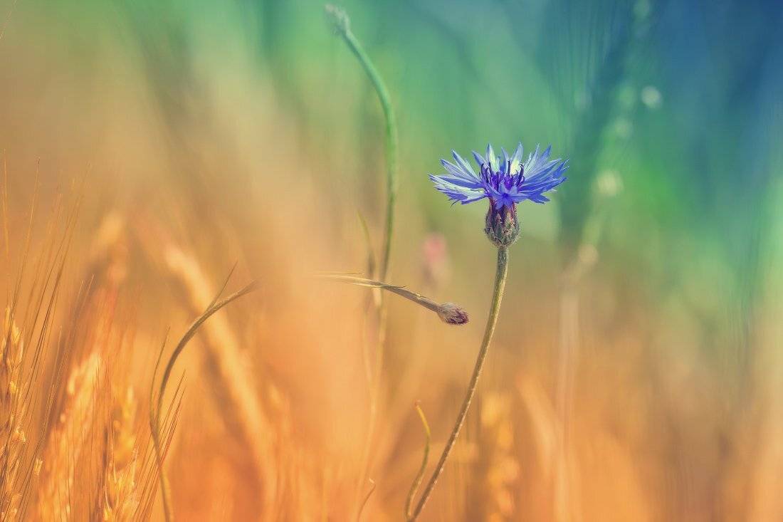 , Андрей Дитковский