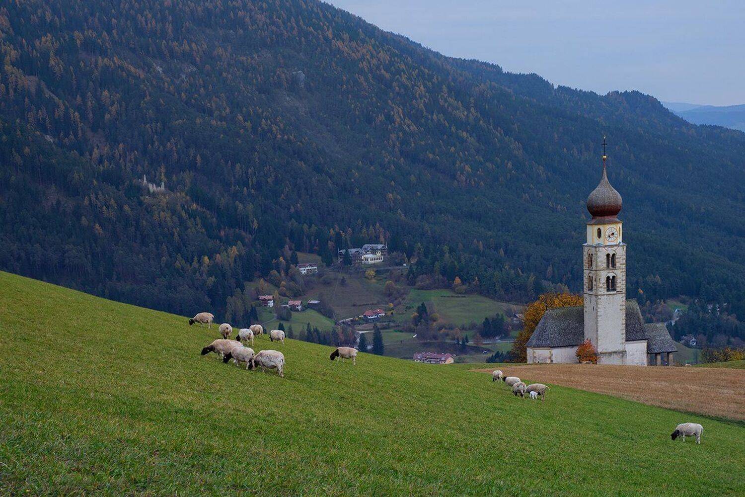 , Игорь Дубровский