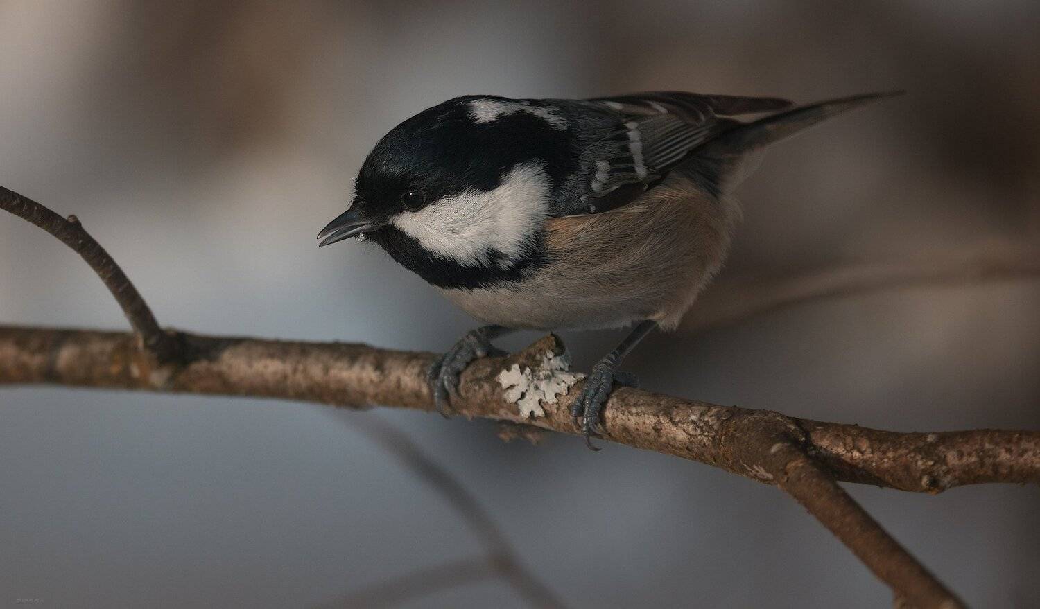 животные, птицы, Дмитрий Посевич
