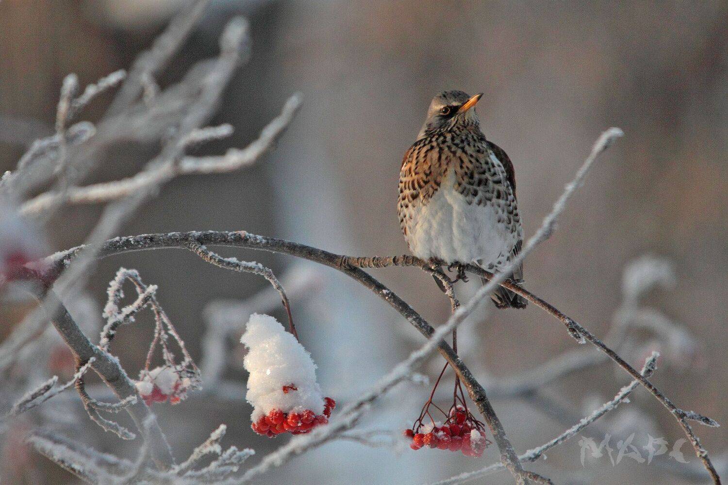 животные птицы дрозд рябинник зима рябина, Шангареев Марс