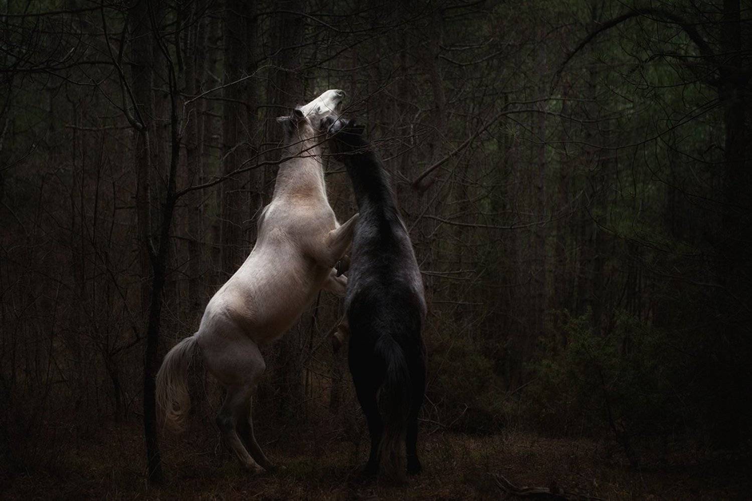 февраль, лес, лошади,, Вьюшкин Игорь