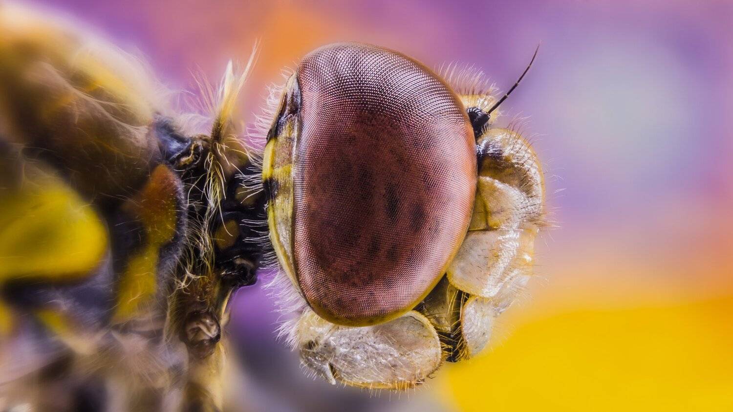 ceclii,macro,lgg4, Tsvetan Ganev