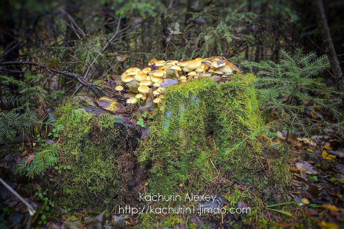 , Качурин Алексей
