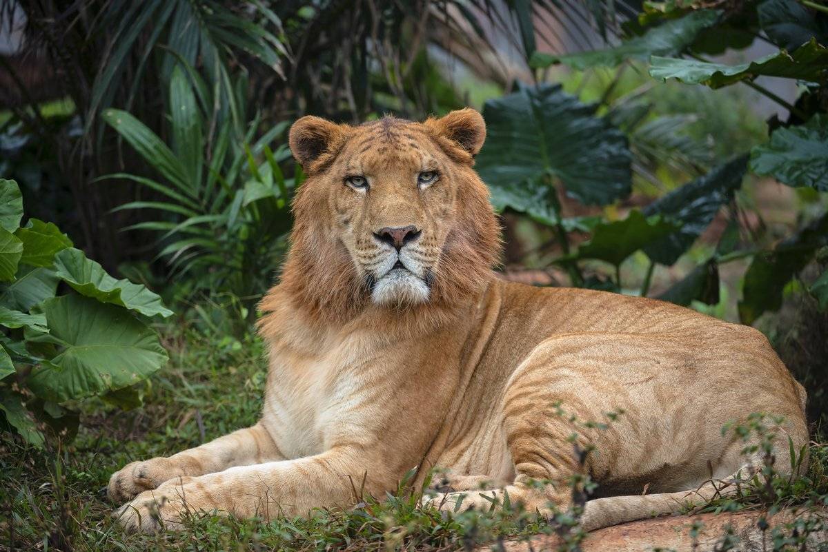 лигр, Александр Маркелов