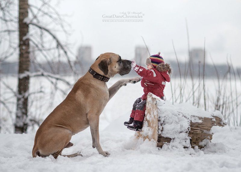 немецкий дог, собака, зима, дети With my best friend! фото превью