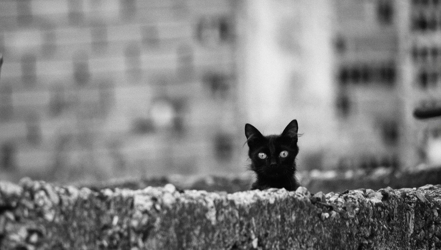 nikon d90 ,sigma 70-300 apo dg, Tihomir Petkov