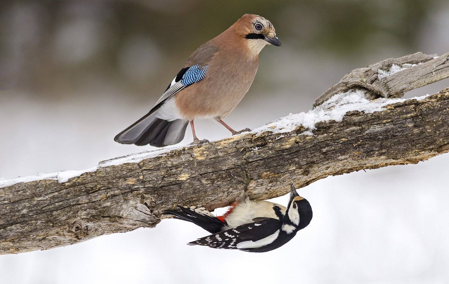 сойка,большой пёстрый дятел, алексей овчинников