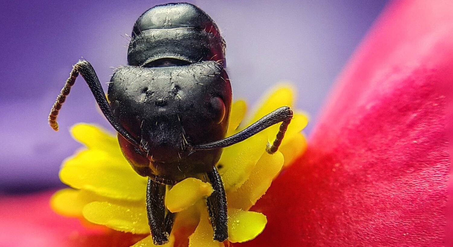 ceclii,macro,note4, Tsvetan Ganev