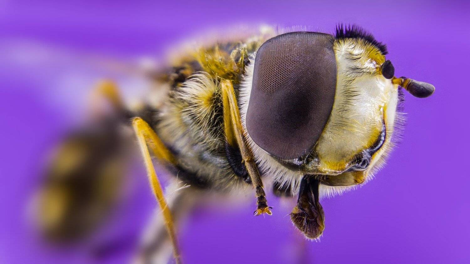 ceclii,macro,lgg4, Tsvetan Ganev