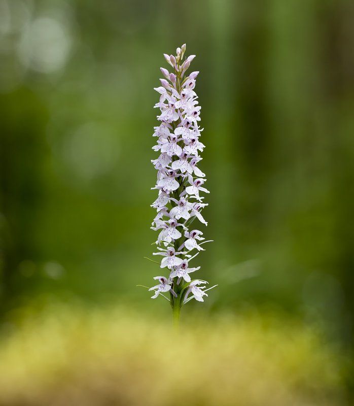 цветы,цветок,природа,макро,растения,боке Летняя серия фото превью