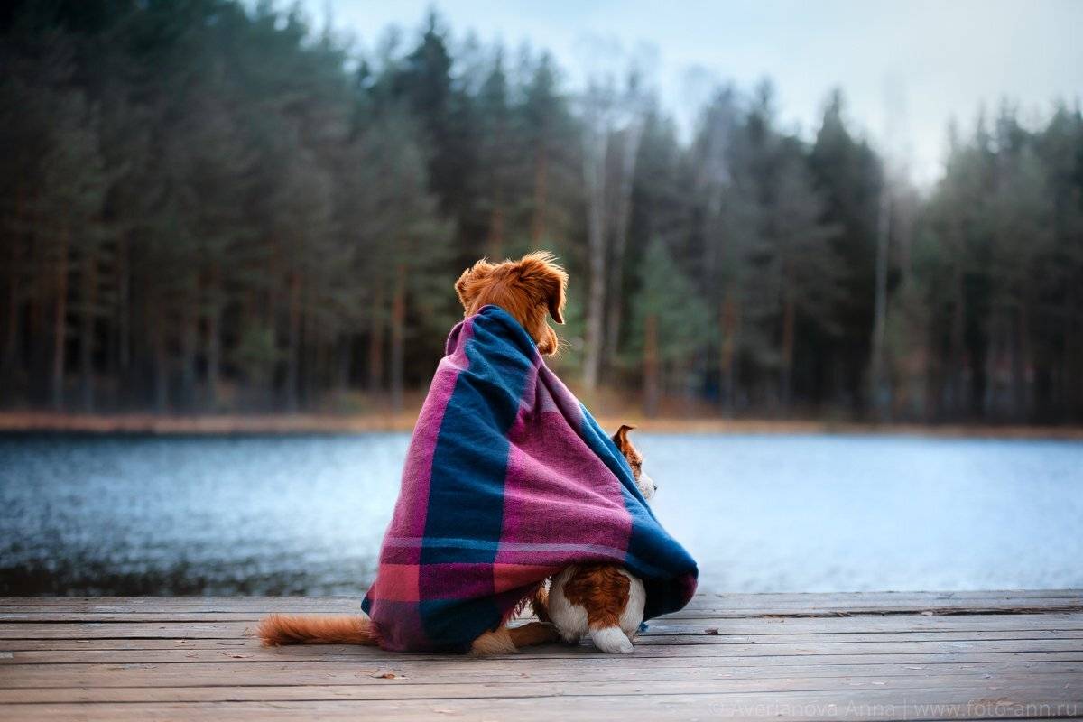 собака, озера, природа, тепло, Анна Аверьянова