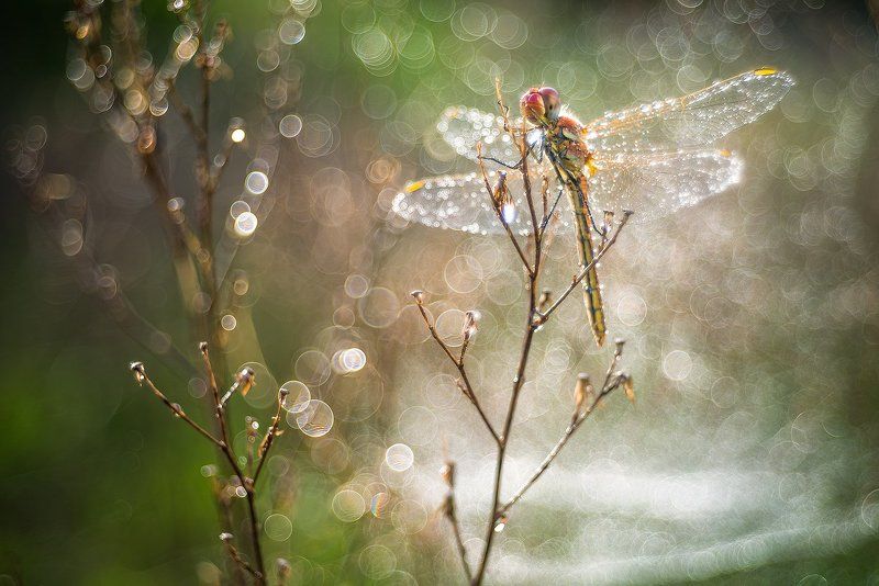 dragonfly