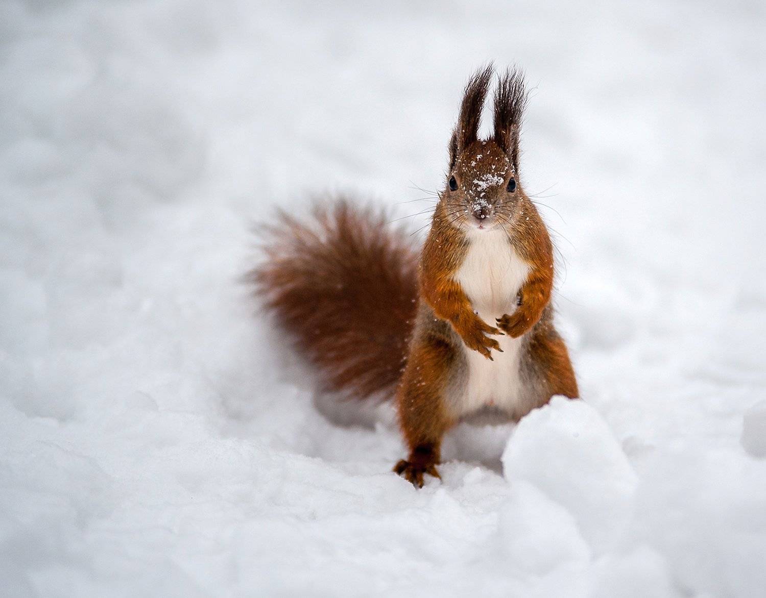 , Валерий Смирнов
