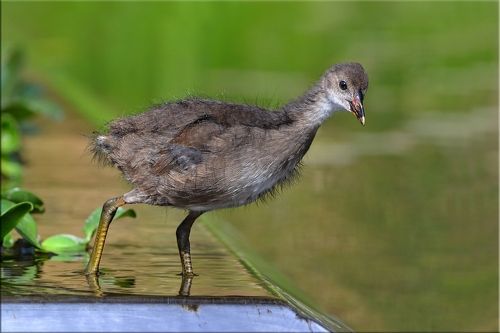 Любопытная камышница