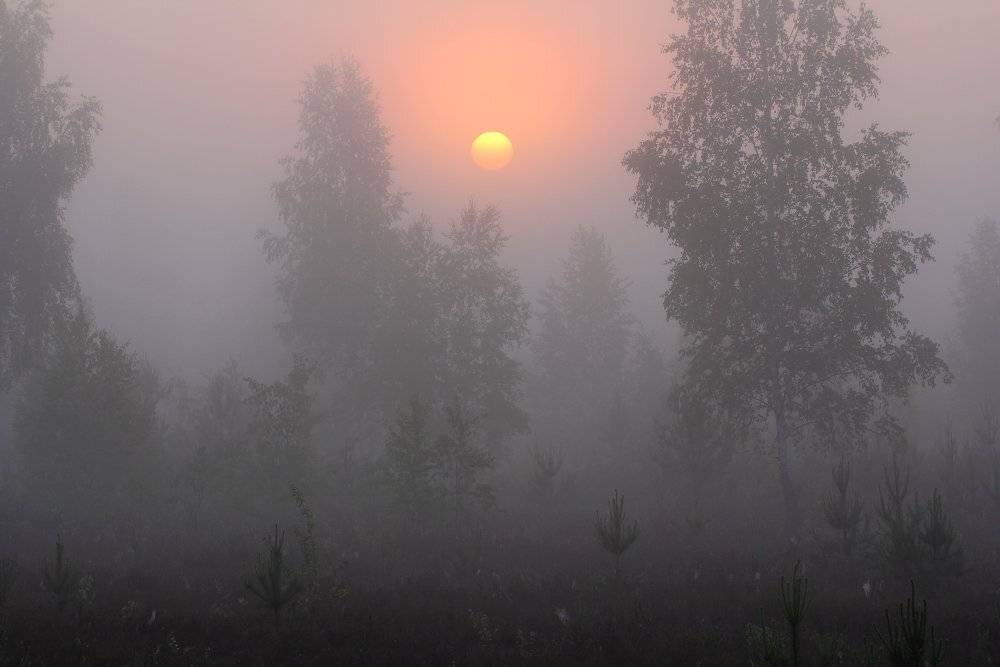 туман,рассвет,утро, Андрей Дитковский