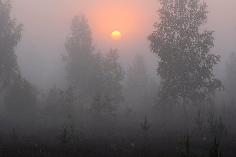 туман,рассвет,утро Туманное утро фото превью