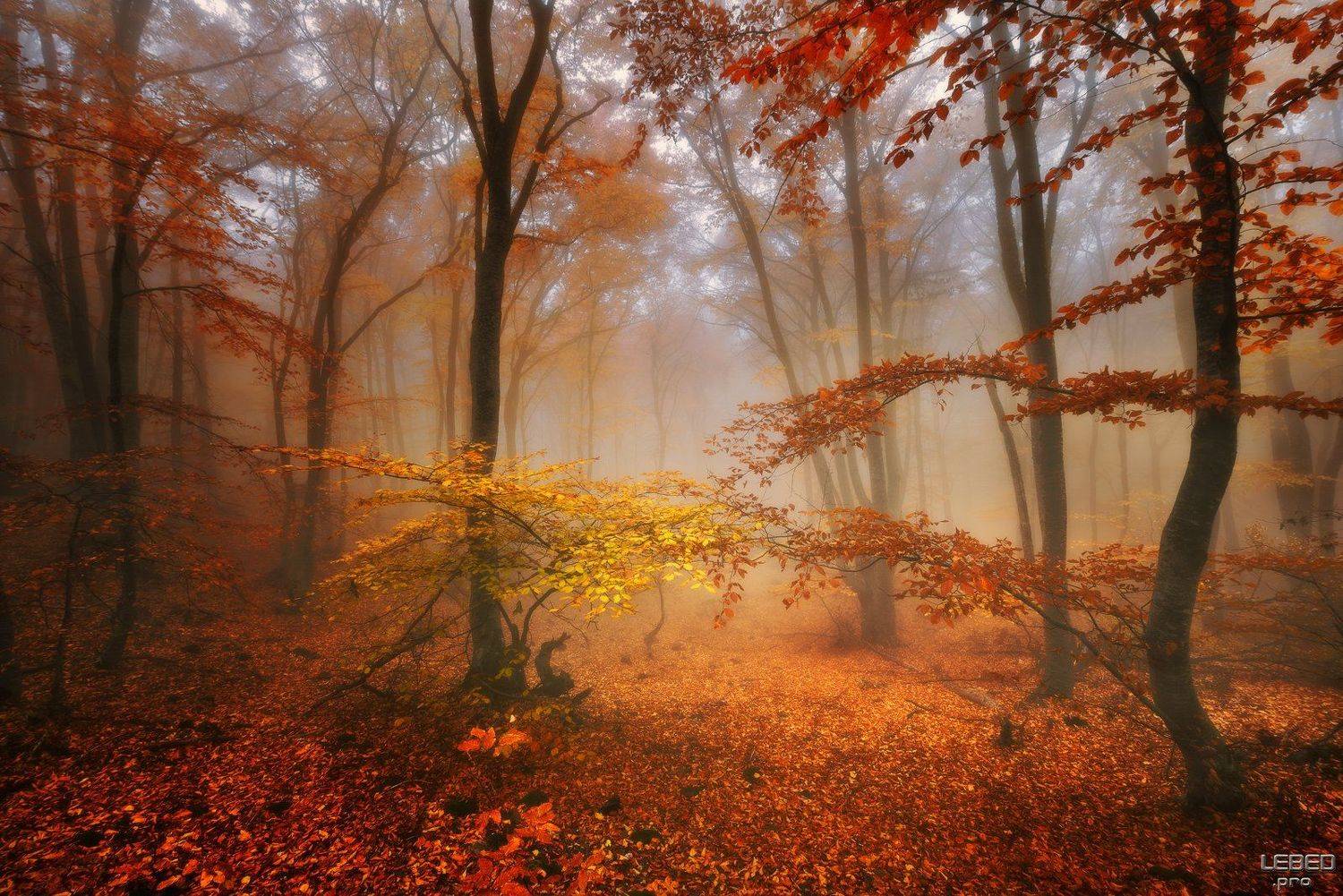 , Виктор Лебедь