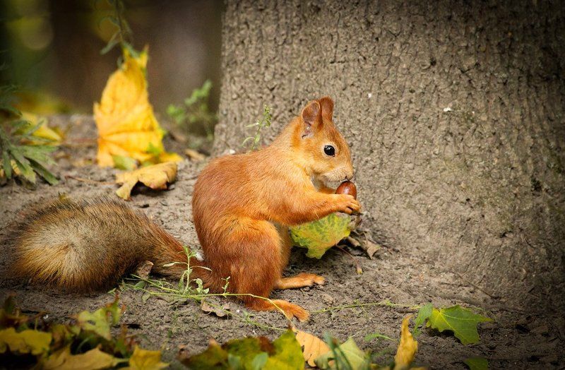 животные, белка, осень, фотоохота, парк Белка фото превью