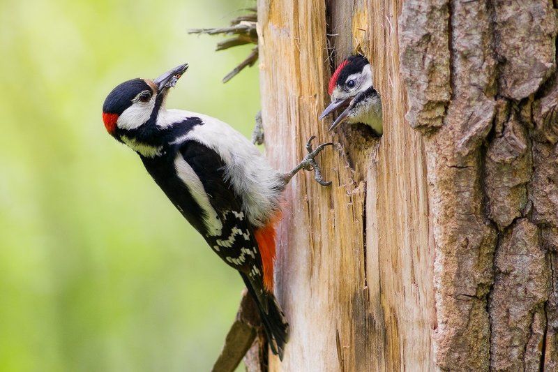 Папа-дятел и ребенок-дятел фото превью