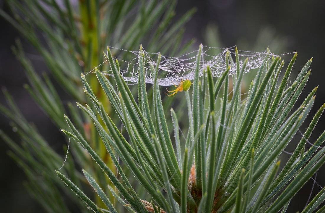 , Андрей Дитковский