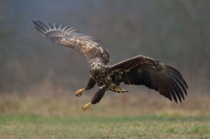 white-tailed eagle,  sea eagle, eagle я вижу тебя фото превью