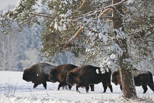 Зубр, или европейский зубр (лат. Bison bonasus)