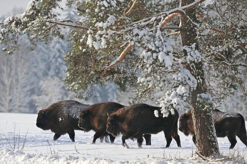 зубр Зубр, или европейский зубр (лат. Bison bonasus) фото превью
