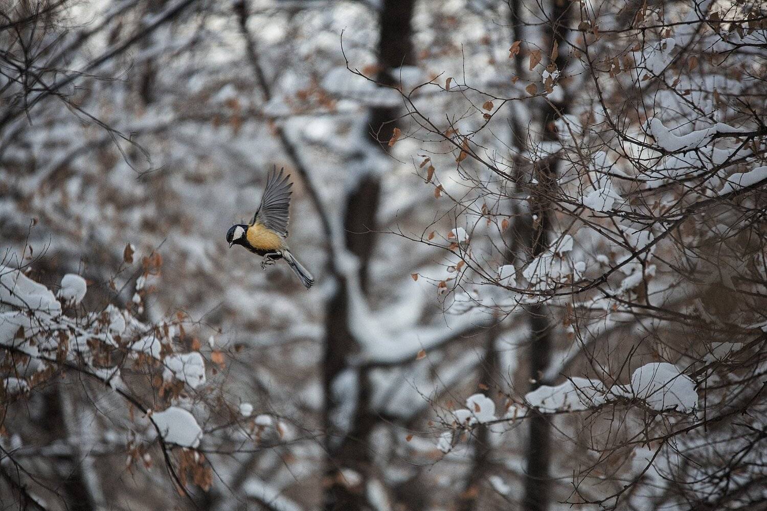 , Антон Шевченко