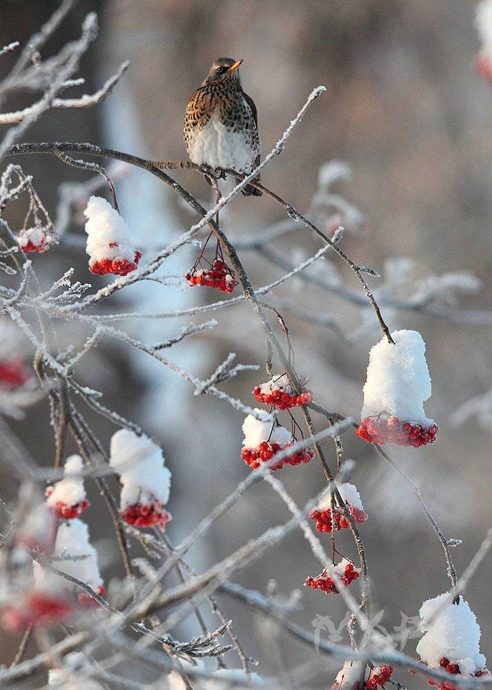 животные птицы дрозд рябинник зима рябина, Шангареев Марс