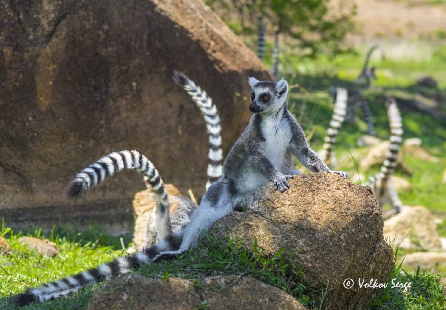 lemur catta, кошачий лемур, ring-tailed lemur, дикая природа, дикие животные, мадагаскар, фотоохота, Сергей Волков