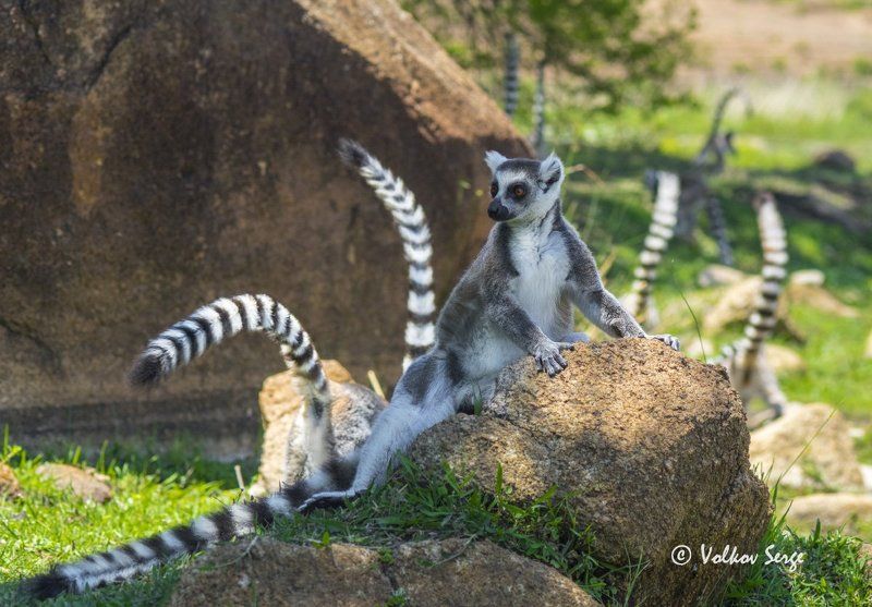 lemur catta, кошачий лемур, ring-tailed lemur, дикая природа, дикие животные, мадагаскар, фотоохота Нелегко быть королём! фото превью