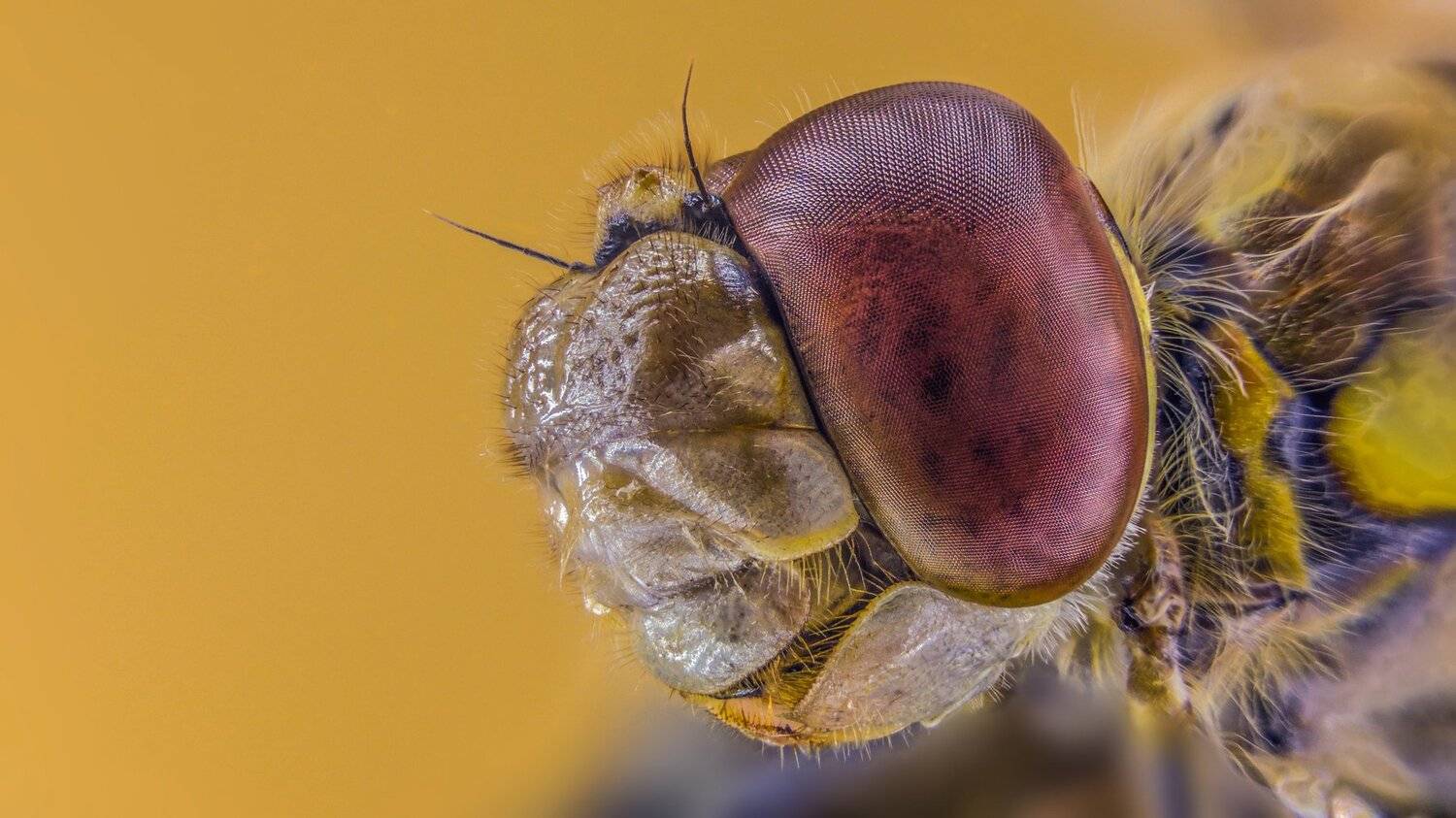 ceclii,macro,note4, Tsvetan Ganev