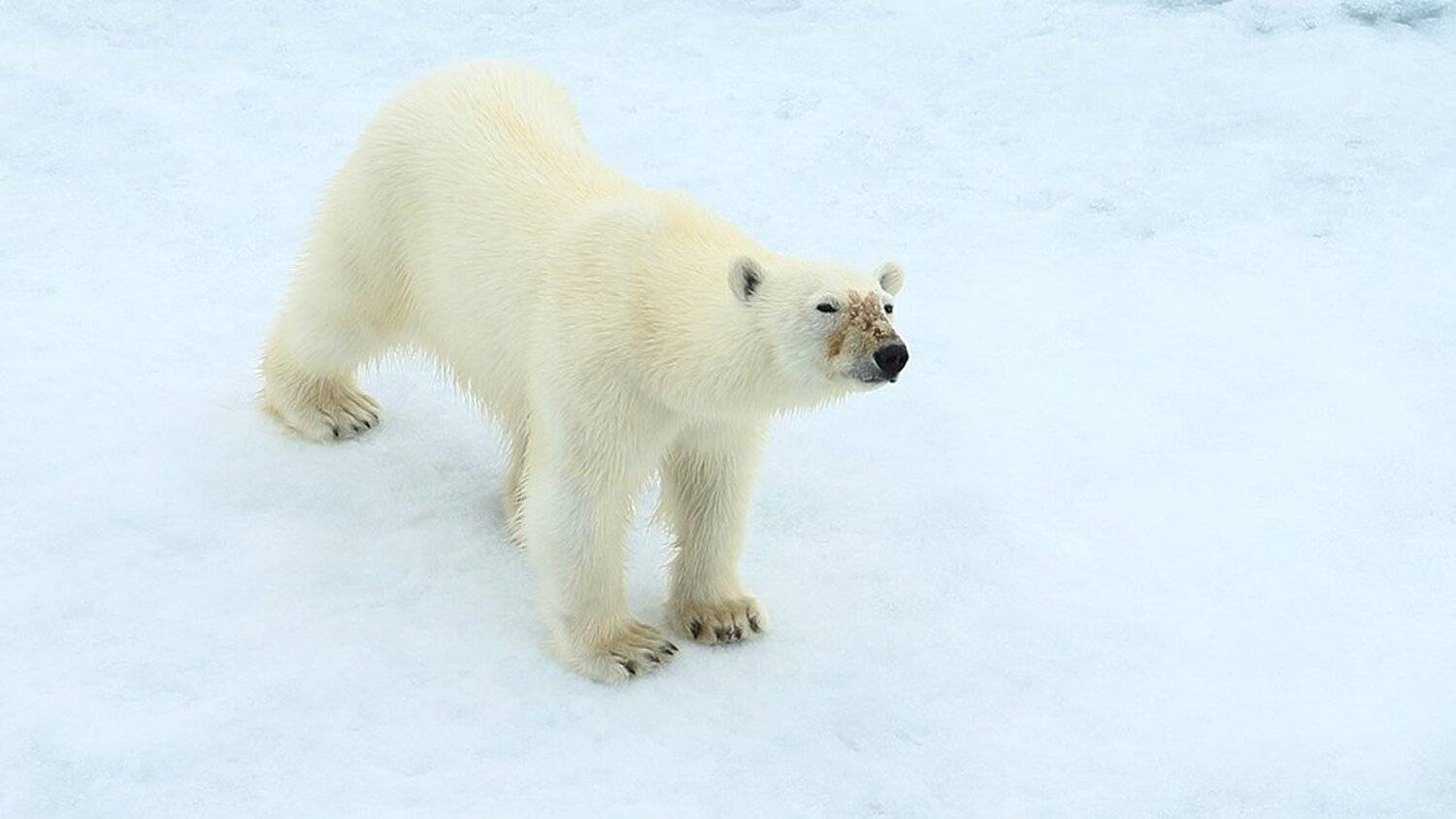 фотографандреевандрей, северныйполюс, northpole, арктика, arctic, ice, снег, лёд, круиз, expiditions, travel, белыймедведь, медведь, polarbear, животное, natgeowild, Андрей
