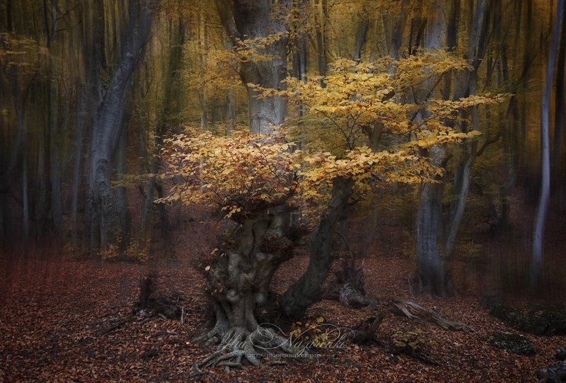 дерево, деревья, туман, дымка, осень, лес, woodland, tree, trees, forest, mystic, myctical, fog, mist, mood, чаща, autumn, мистика, сказка, образ, Золотое настроение фото превью