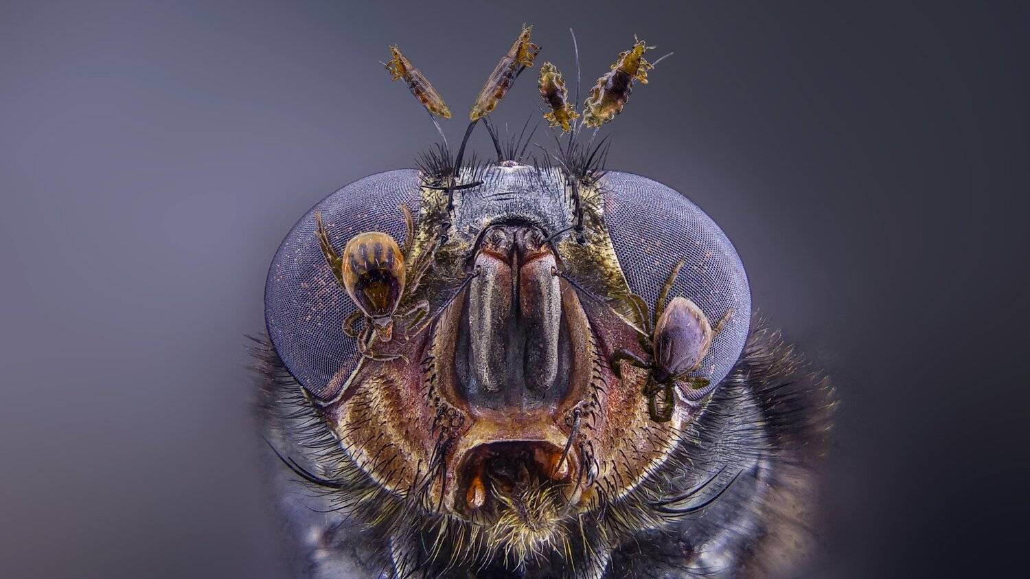 ceclii,macro,lgg4, Tsvetan Ganev