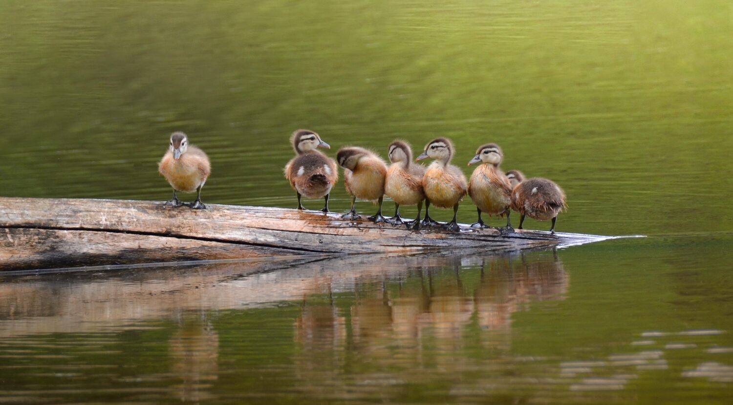 , Андрей Степанов