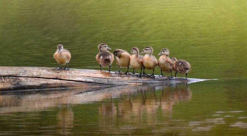 А ну-ка, подравнялись ! фото превью