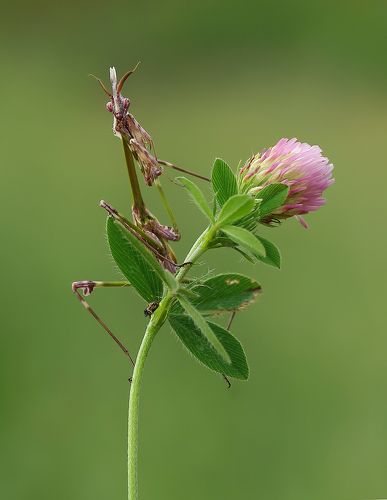 Mantis