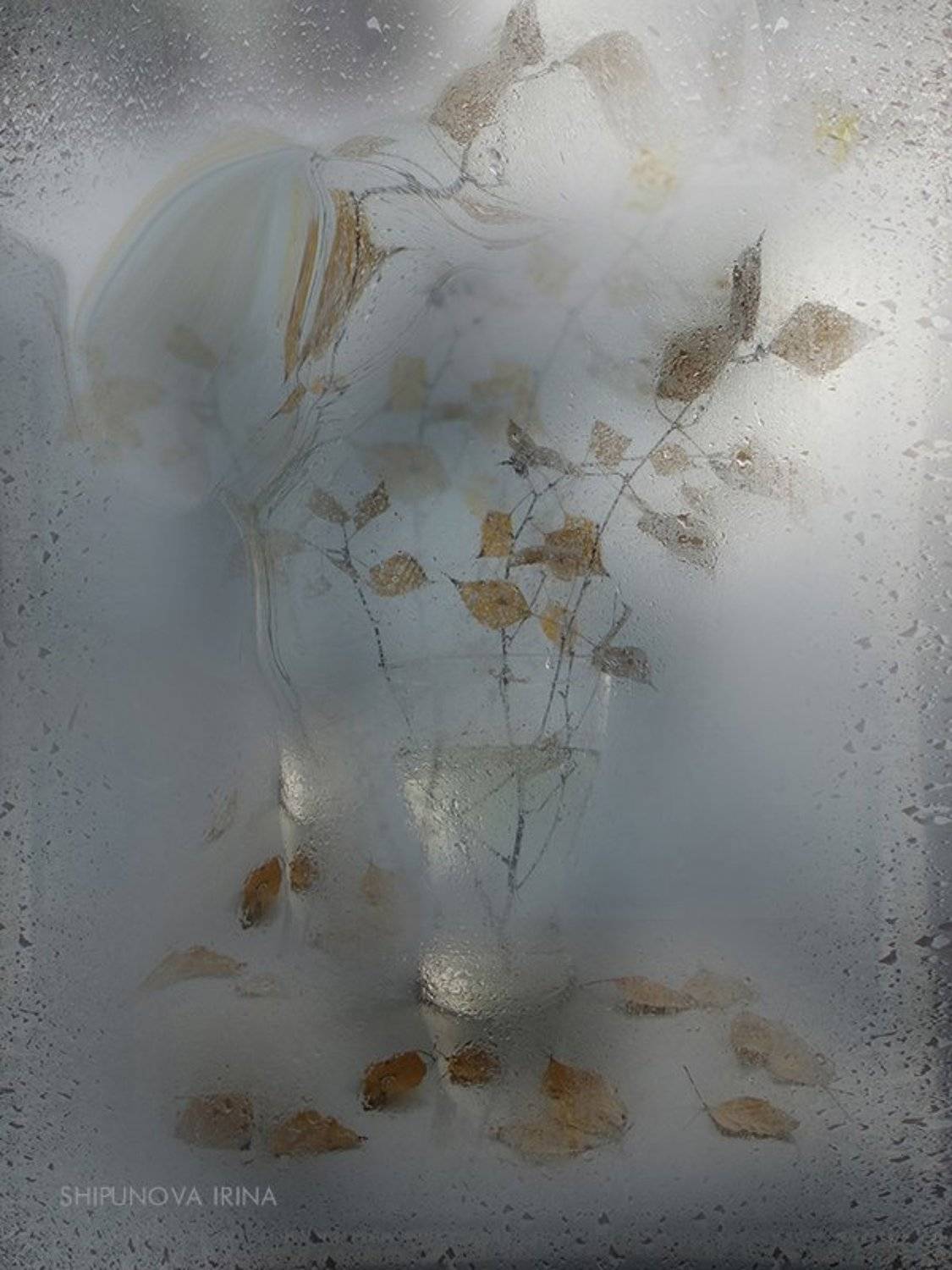 дождь осень стекло берёзовые листья капли, Шипунова Ирина
