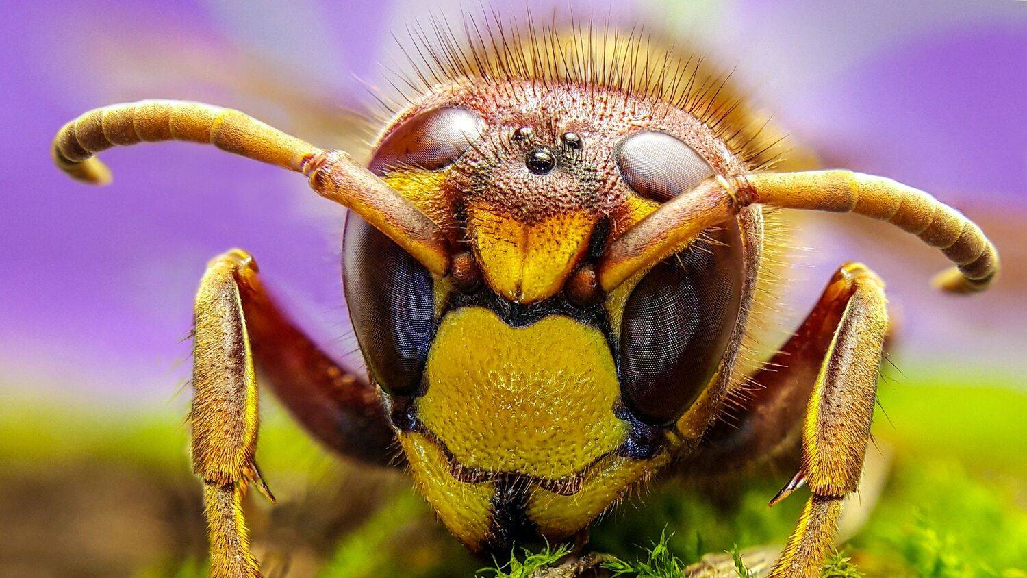 ceclii,macro,note4, Tsvetan Ganev