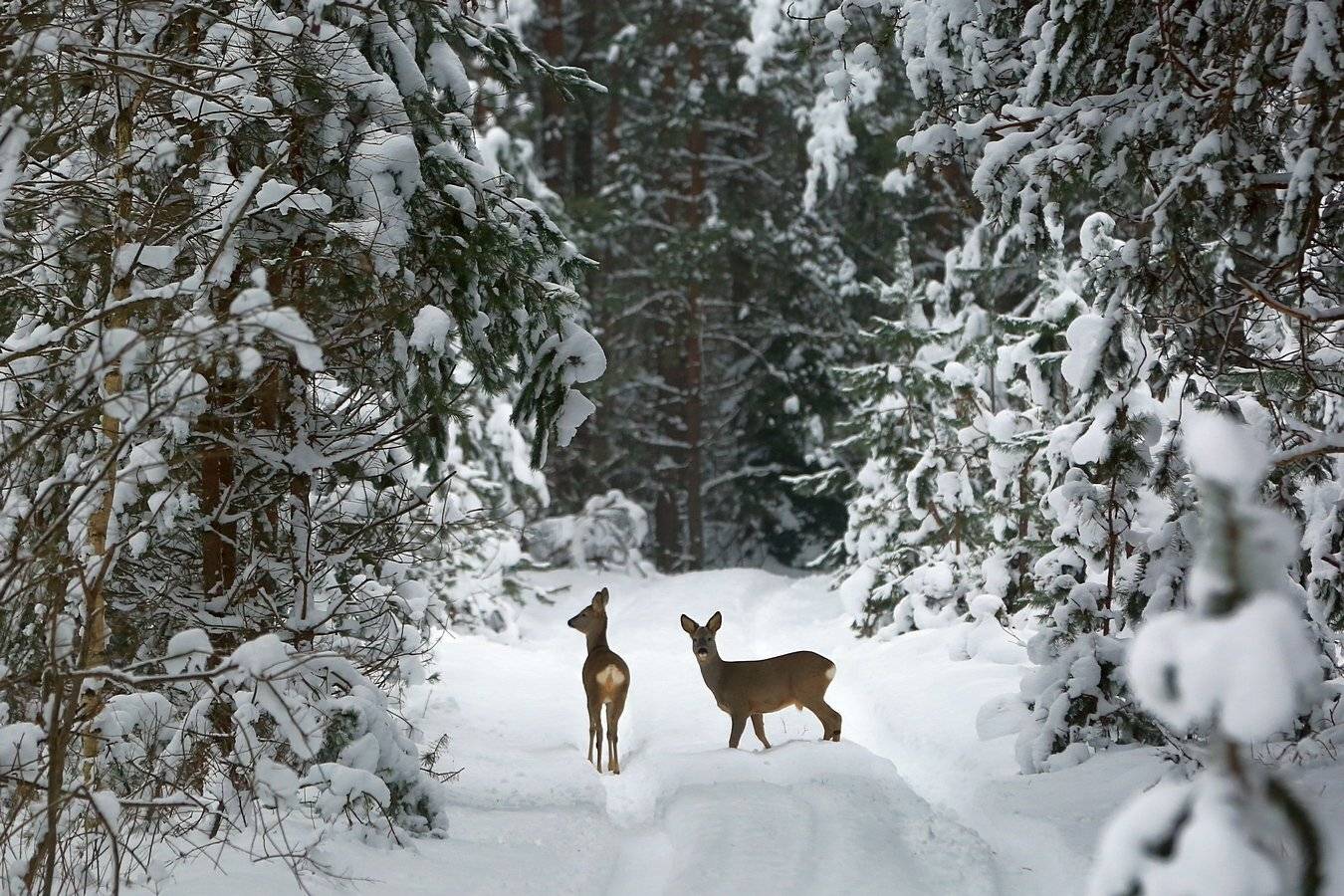 , Андрей Шимчук