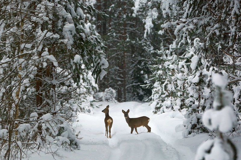 Зимняя сказка. фото превью