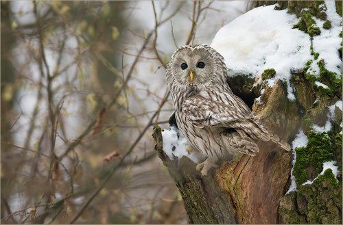 Уральская красавица