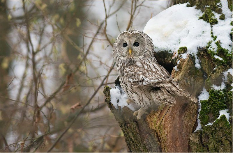 птицы, природа, неясыть длиннохвостая, уральская неясыть, strix uralensis, осень, ноябрь, 2016, москва, гбс Уральская красавица фото превью