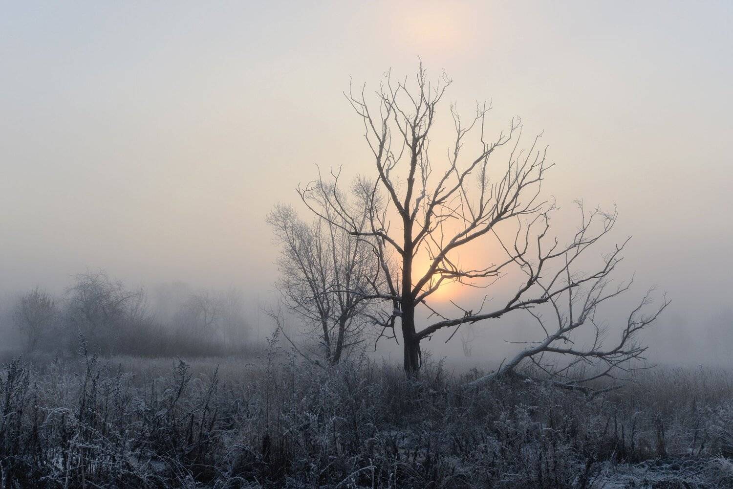 туман, утро, восход, поле, Владимир Штыриков