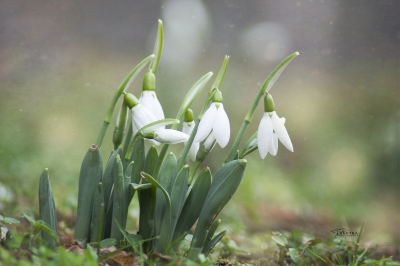 Подснежники фото превью