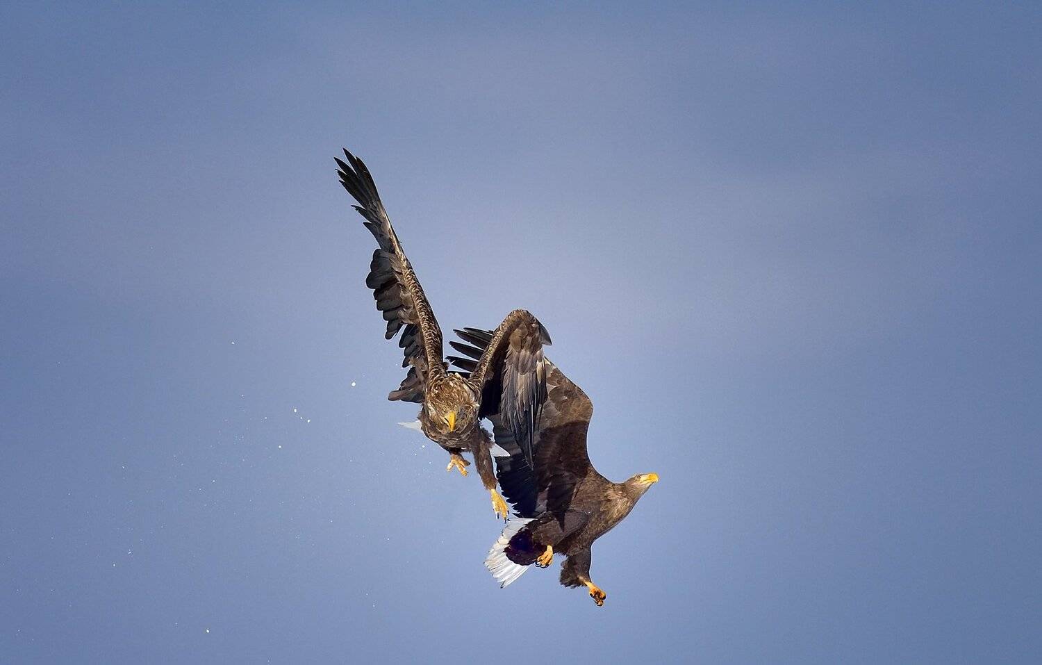 eagle., KIM SUK EUN