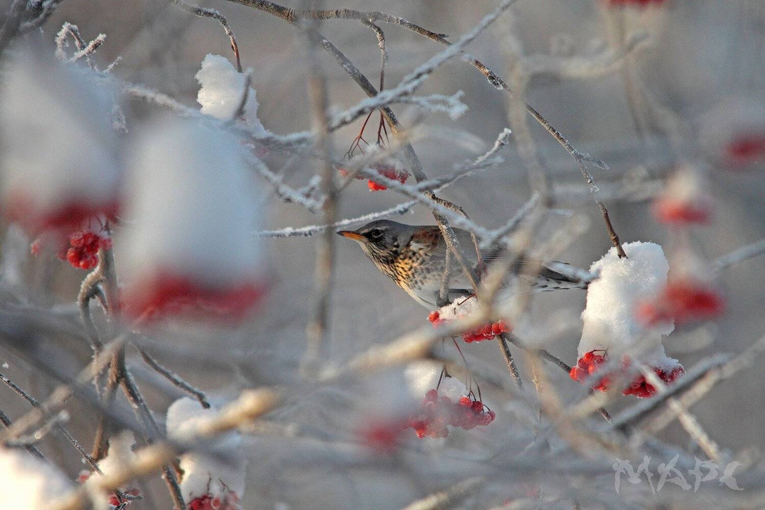 животные птицы дрозд рябинник зима рябина, Шангареев Марс