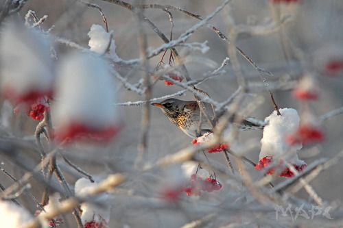 Дрозд рябинник 2